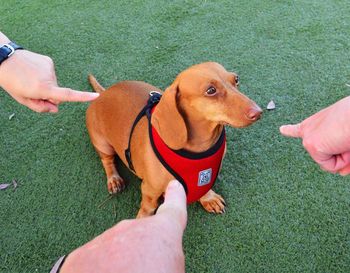 Cropped image of hand holding dog