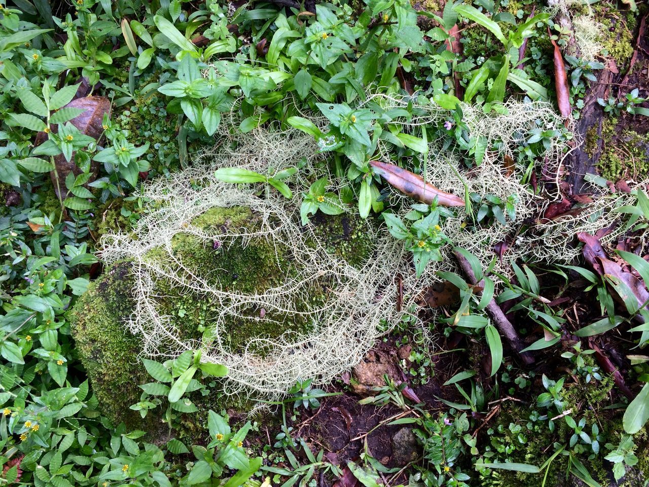 San gerardo de rivas, costa rica