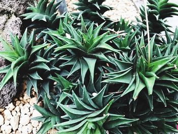 Close-up view of plants