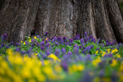 Close-up of purple crocus flowers on field