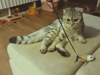 Portrait of cat relaxing on table