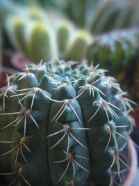 succulent plant