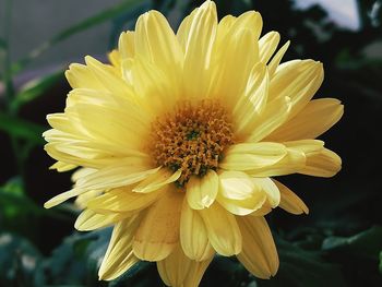 Close-up of yellow flower