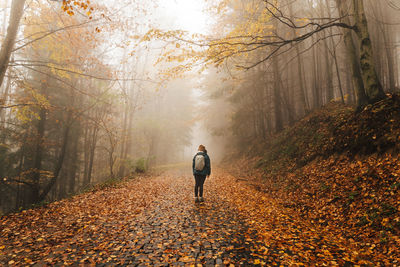 Rear view of woman walking in forest, on a foggy autumn day.