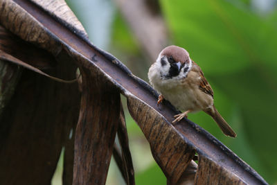 Close-up of bird perching on branch