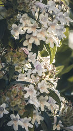 Close-up of white flowering plant