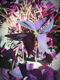 Close-up of purple flowers