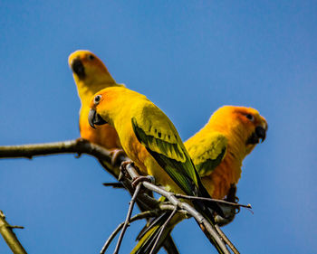 Low angle view of parrots perching on tree against clear sky