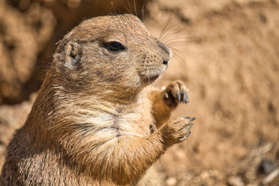 Close-up of squirrel