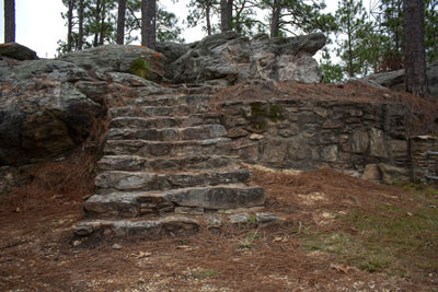 Stone wall by trees in forest