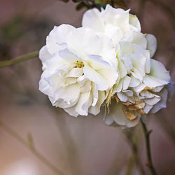 Close-up of white flowers