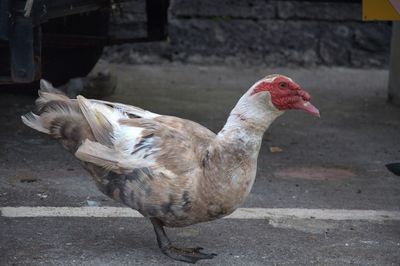 Close-up of duck