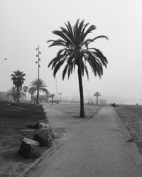 Palm trees on beach