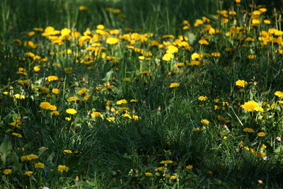 Yellow flowers blooming on field