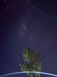 Trees against clear sky at night