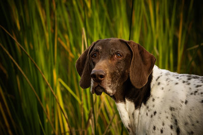 Close-up of dog outdoors