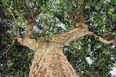 Trees growing outdoors