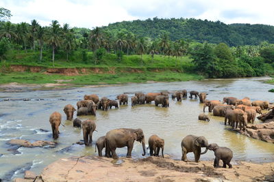 Elephants in a river