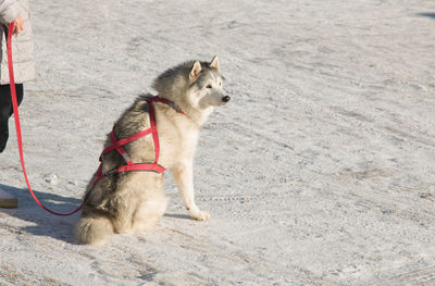 Dog running on snow