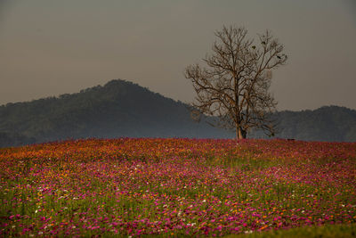 Scenic view of flowering plants on field against sky