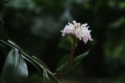 Close-up of white flowering plant
