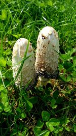 Close-up of mushroom growing on grass