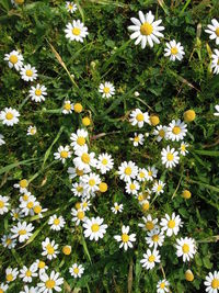 Close-up of daisy flowers blooming in field