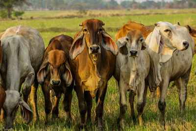 Cows standing on field