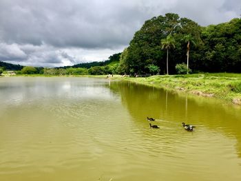 Ducks swimming in lake