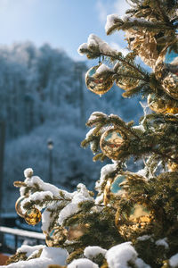 Close-up of christmas tree during winter