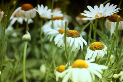 Close-up of white daisy flowers