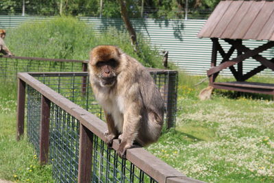 Sheep on railing by fence in zoo