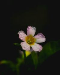Close-up of raindrops on flower
