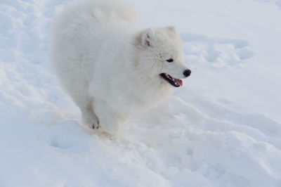 White dog on snow covered field