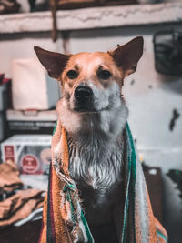 Close-up portrait of dog