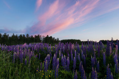 Purple flowering plants on field against sky during sunset