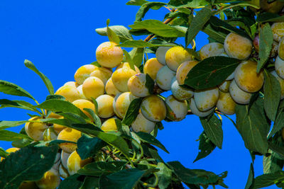 Low angle view of fruits growing on tree
