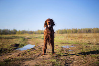 Dog standing on field against sky