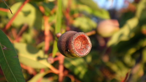 Extreme close up of a plant