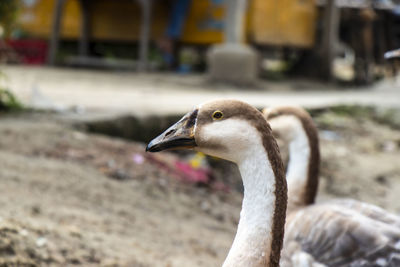 Close-up of bird