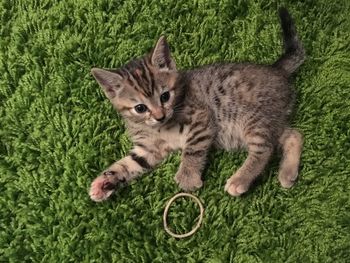 High angle view of cat on rug