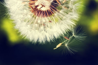 Close-up of dandelion