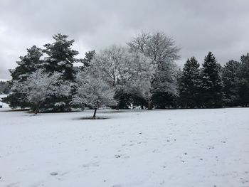 Trees on snow covered landscape