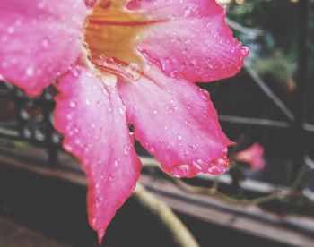 Close-up of pink flower