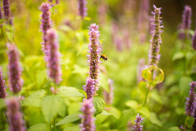 Close-up of pink flowering plant