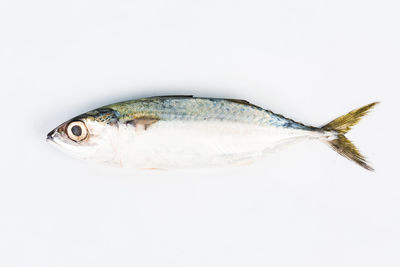 Close-up of dead fish over white background