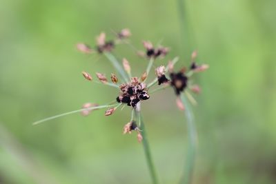 Close-up of insect on plant