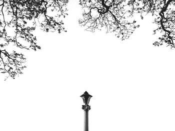 Low angle view of tree against clear sky