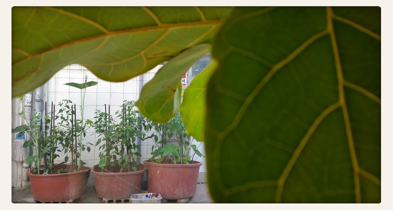 transfer print, plant, growth, leaf, potted plant, auto post production filter, green color, close-up, built structure, day, nature, outdoors, no people, architecture, front or back yard, hanging, sunlight, house, wall - building feature, fence