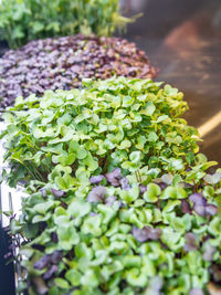 Close-up of fresh green plants